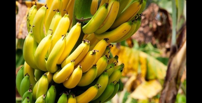 Бананы свежие