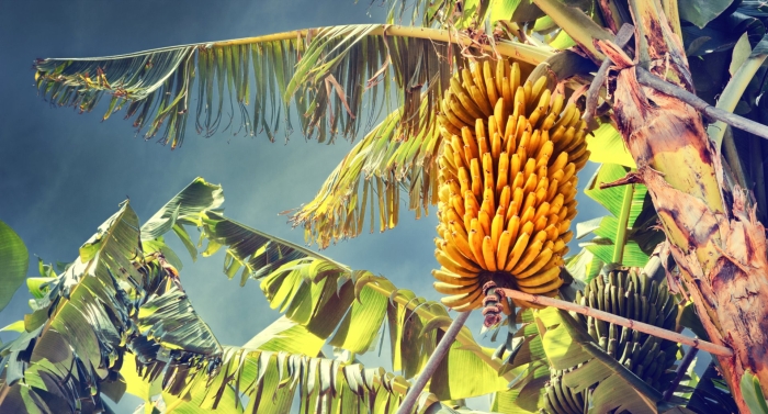 Банановое дерево в южной америке