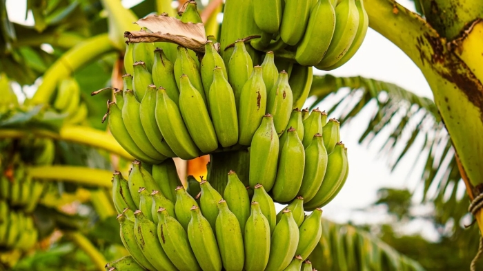 Сорта бананов