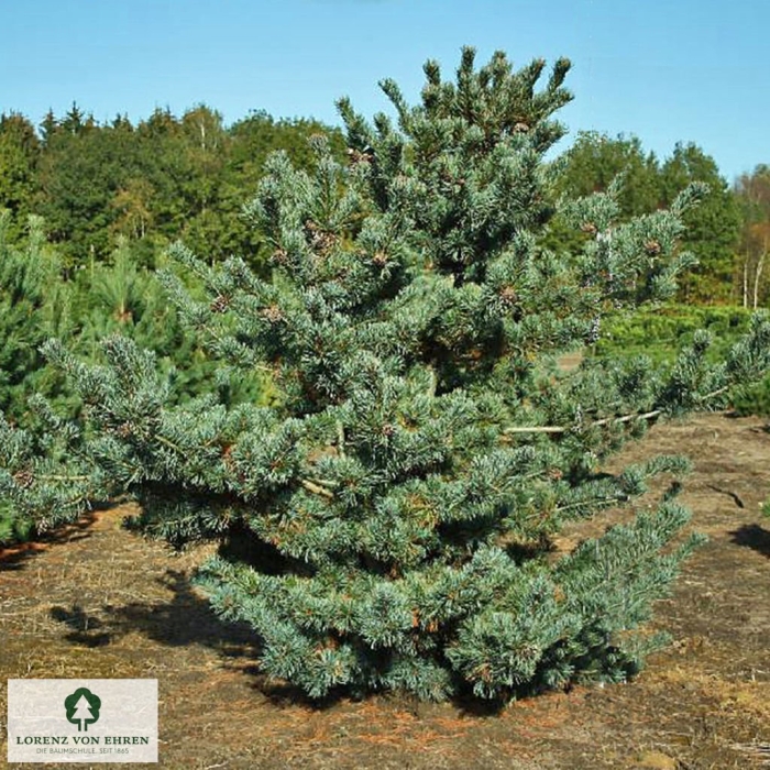 Pinus parviflora glauca