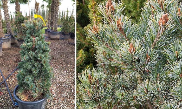 Pinus parviflora negishi