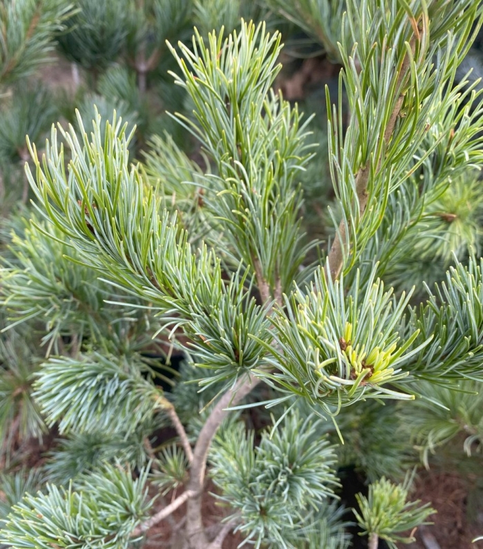 Сосна мелкоцветковая глаука