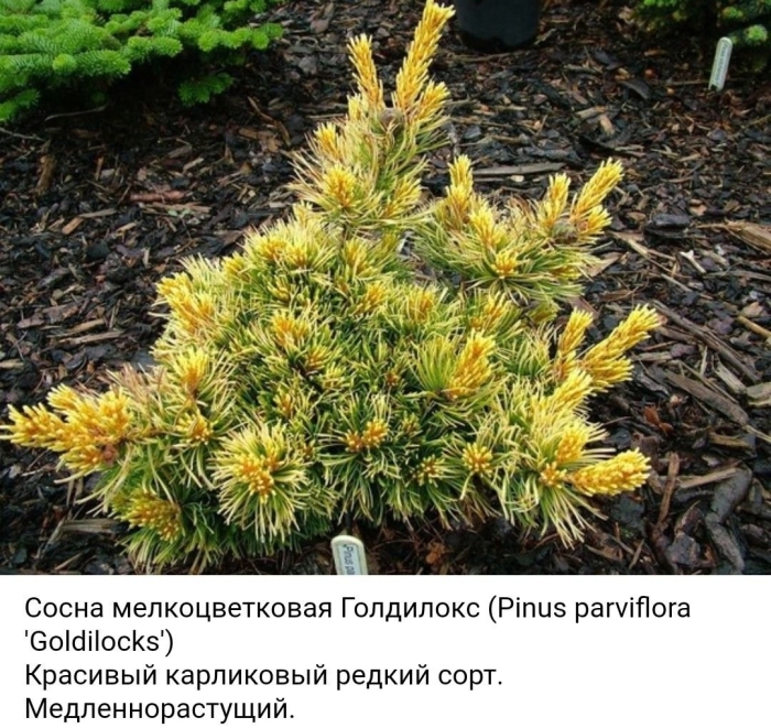 Сосна мелкоцветковая голдилокс