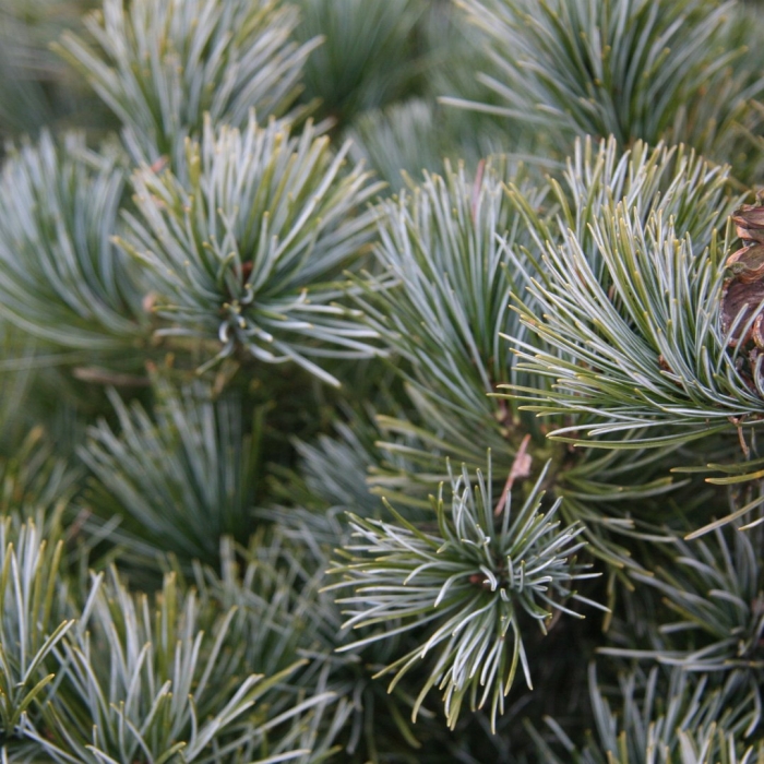 Pinus parviflora