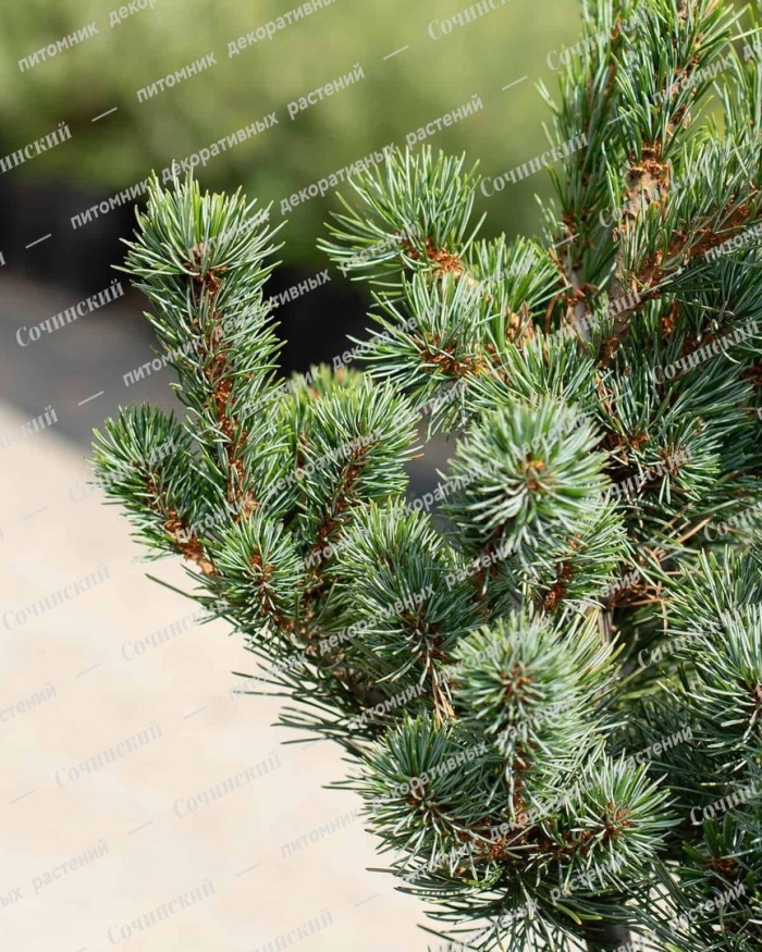 Сосна мелкоцветковая негиши