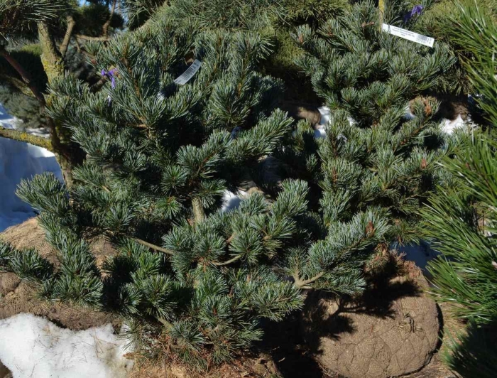 Сосна парвифлора негиши