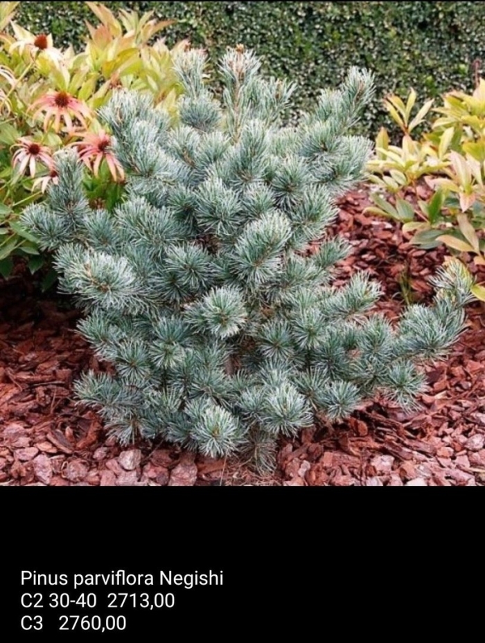 Парвифлора негиши