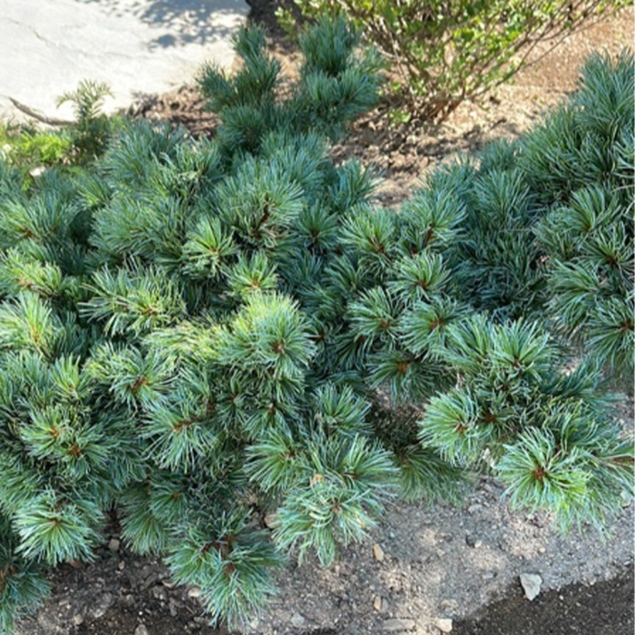 Pinus pumila dwarf blue