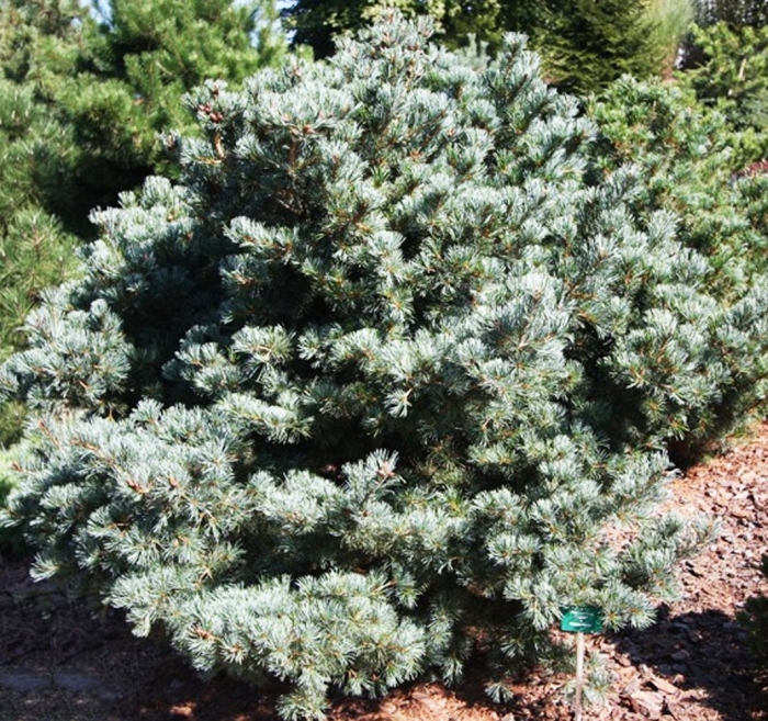 Сосна парвифлора негиши