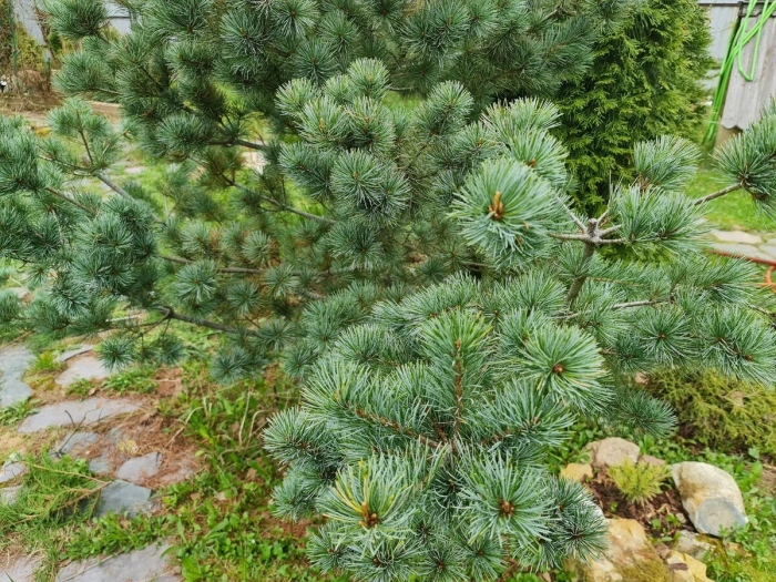 Сосна веймутова грин керлс