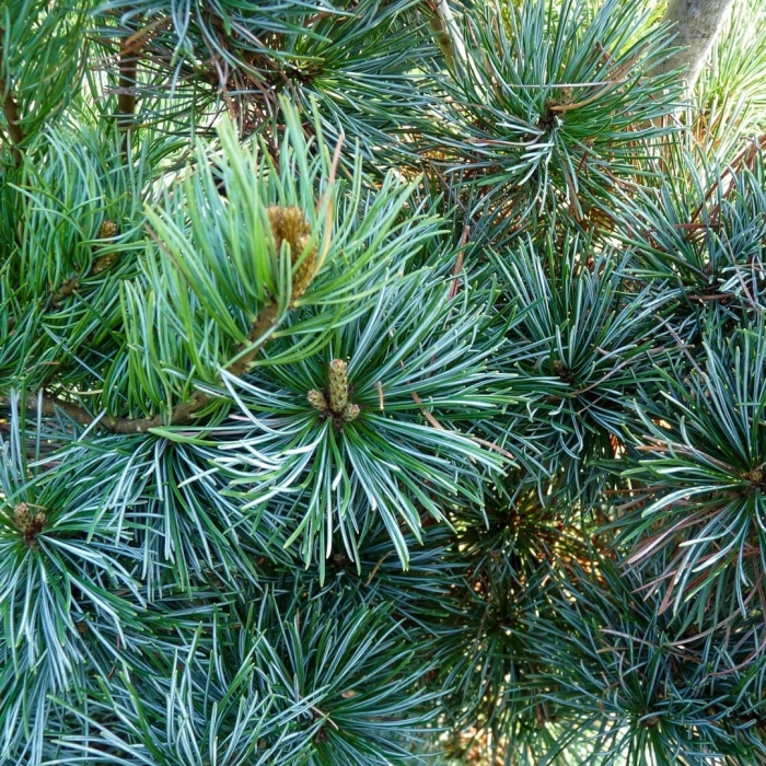 Сосна обыкновенная глаука