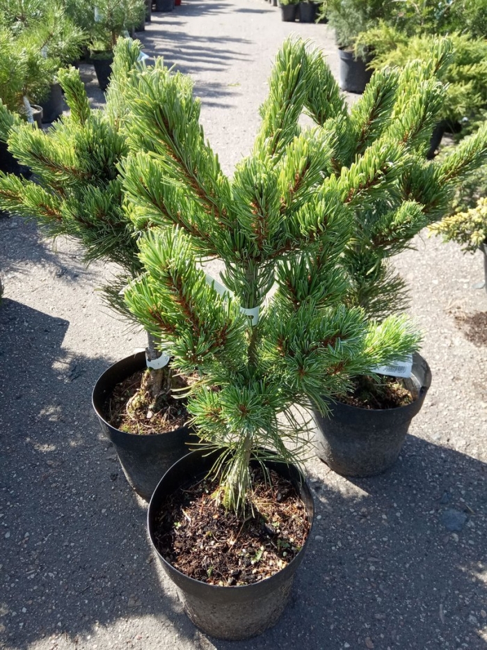 Сосна малинки