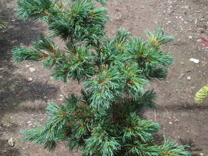 Сосна парвифлора фукузуми