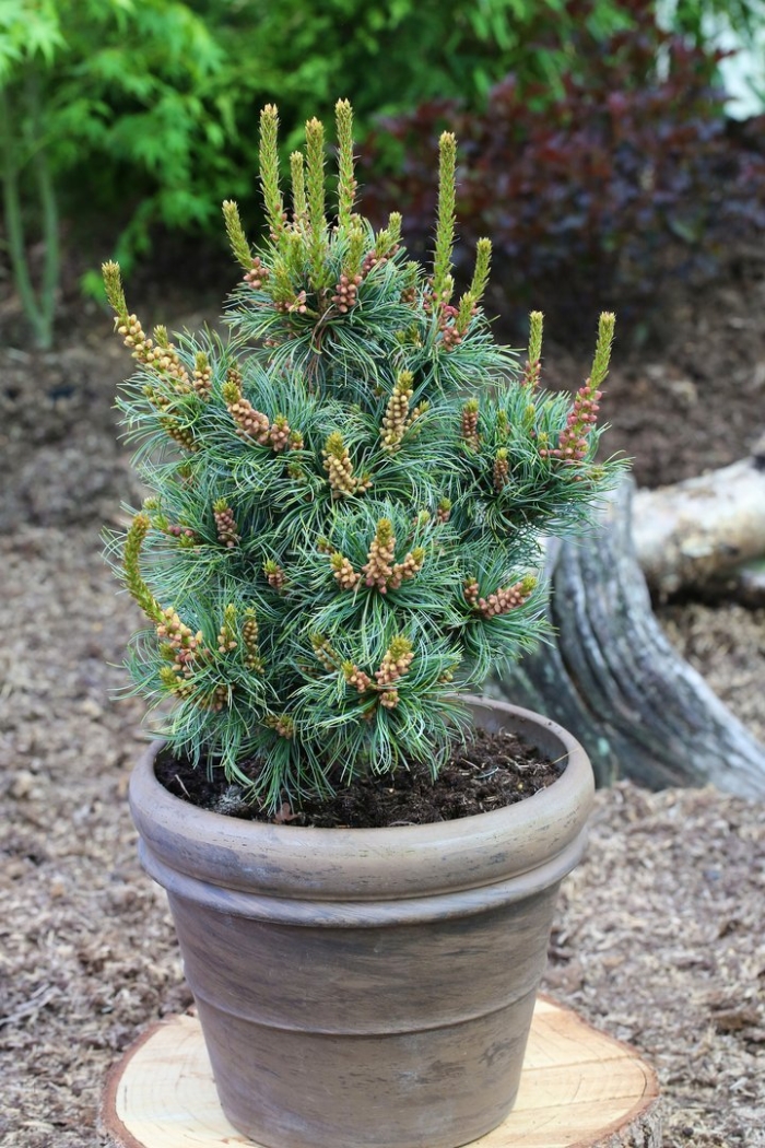 Pinus parviflora 'bonsai'