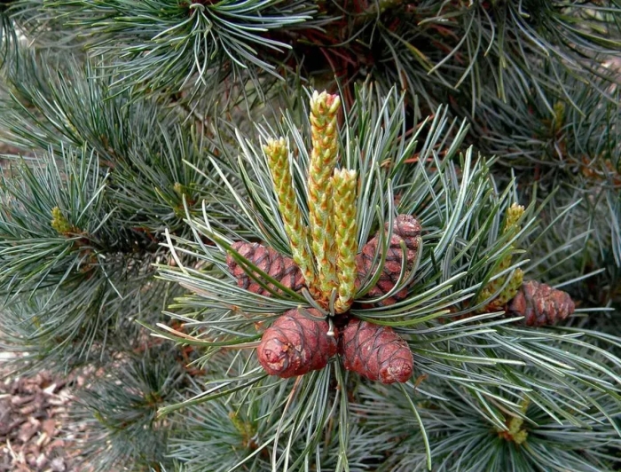 Сосна кедровая веймутова