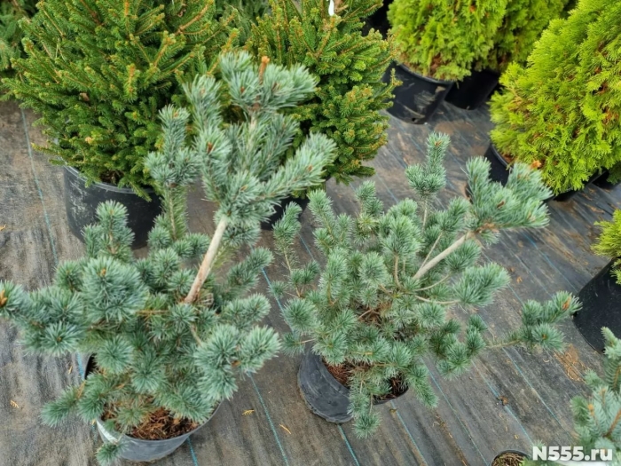 Сосна голубая