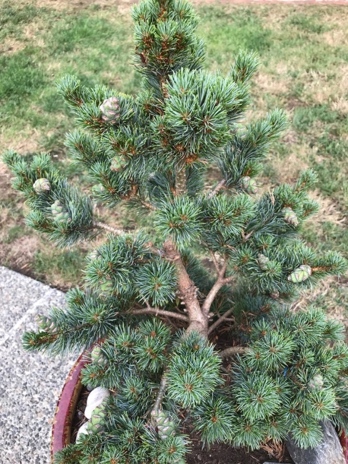 Pinus parviflora nelly d