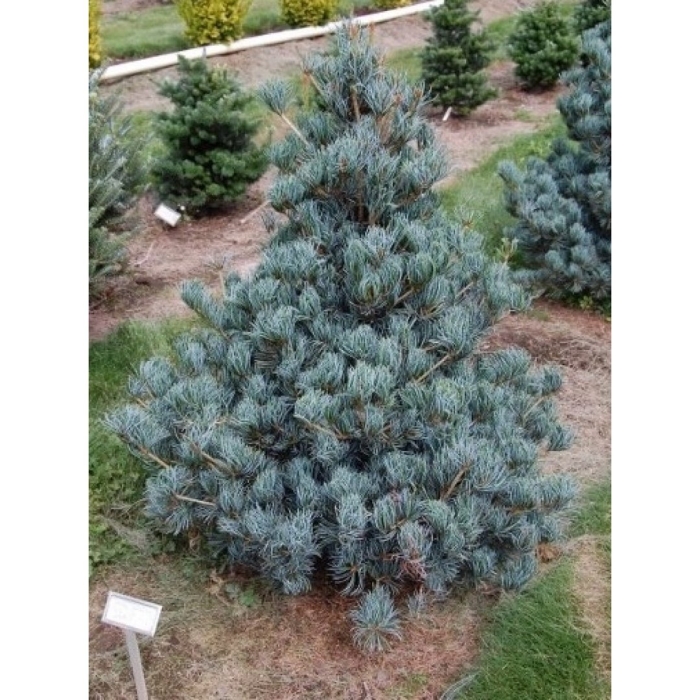 Сосна японская глаука