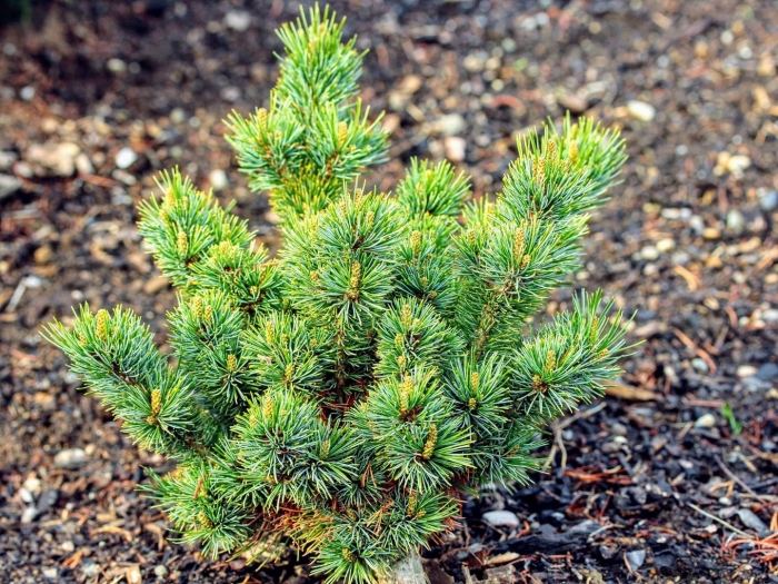Pinus parviflora fukai
