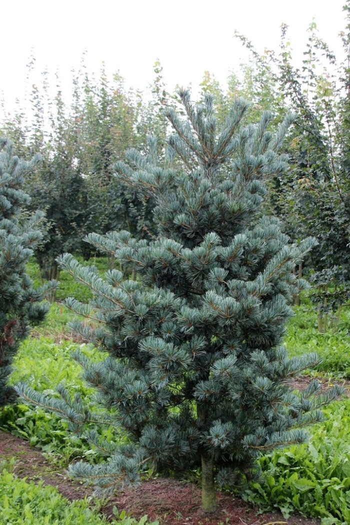 Pinus parviflora 'saphir'