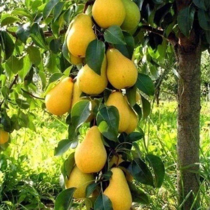 Груша медовая колоновидная