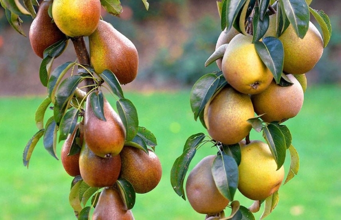 Саженцы груша колоновидная найт верт