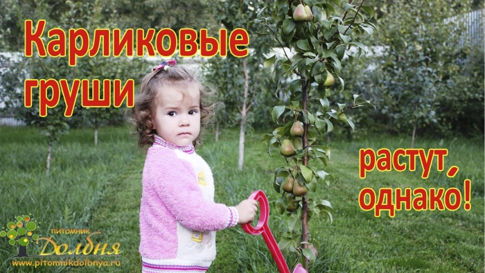 Груша на карликовом подвое