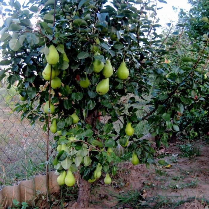 Груша колоновидная сластена