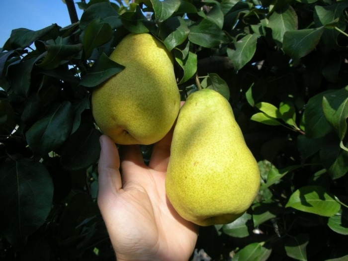 Груша дюшес колоновидная