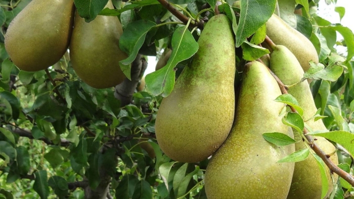 Сорт груши конкорд