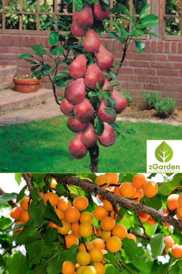 Груша колоновидная кармен