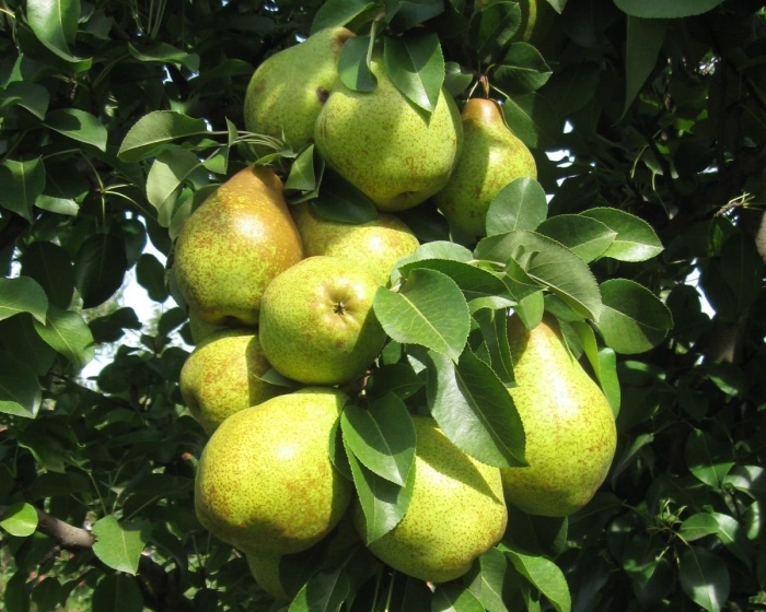 Груша сорт гера