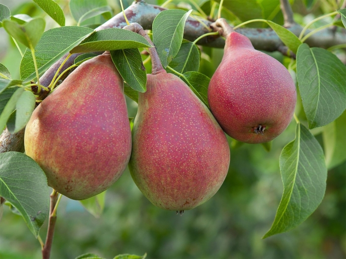 Сорт груши любимица клаппа