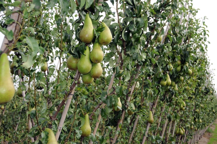 Груша конференция колоновидная