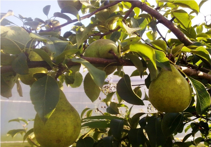 Груша ноябрьская зимняя