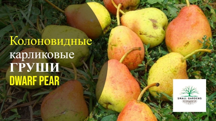 Груша киффер