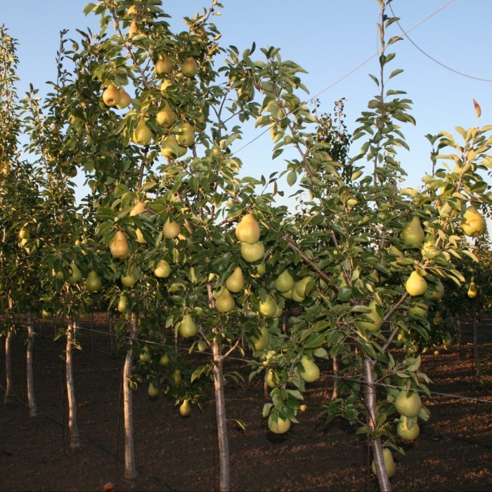 Груша просто мария дерево