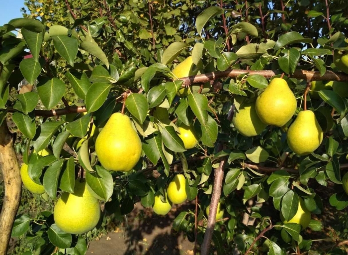 Груша дюшес дерево