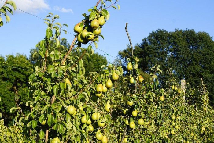 Колоновидная груша бергамот
