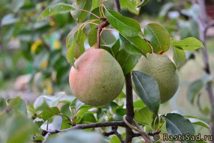 Груша белорусская поздняя
