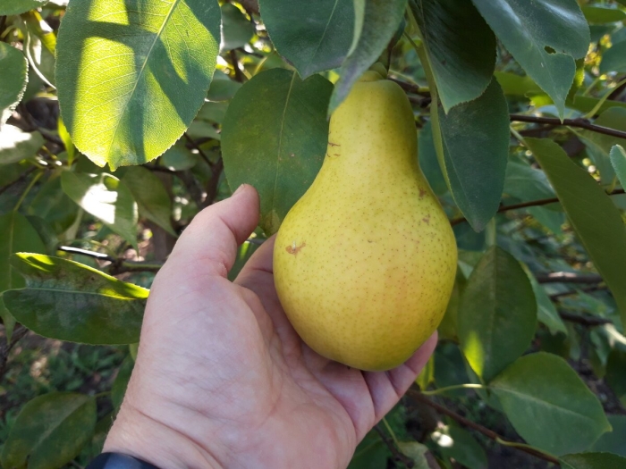 Чижовская груша