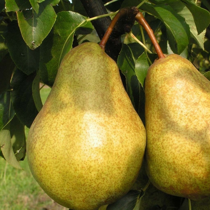 Сорт груши киффер