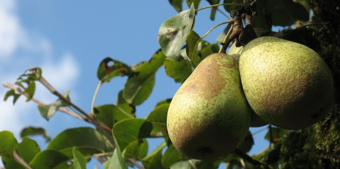 Груша сорта
