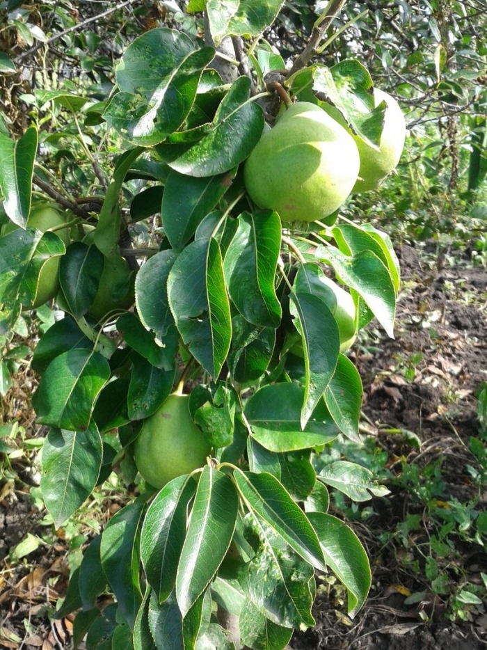 Груша сорт пигмей