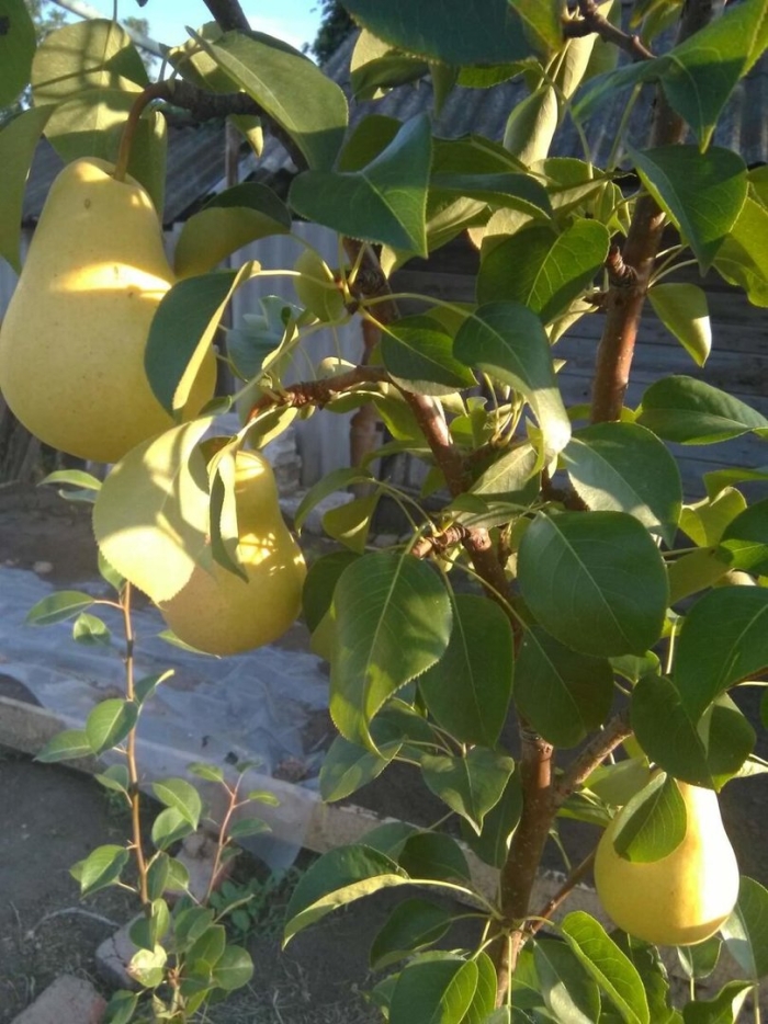 Сорт груши чижовская