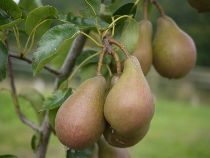 Груша кокинская