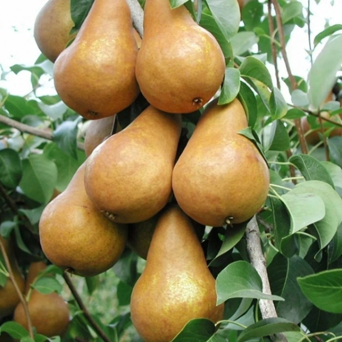 Груша бере боск