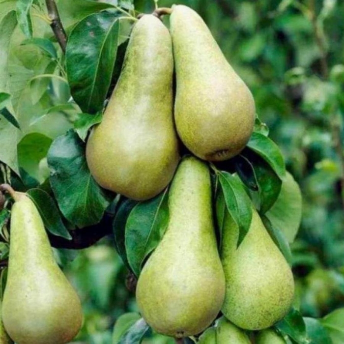 Сорт груши аббат фетель