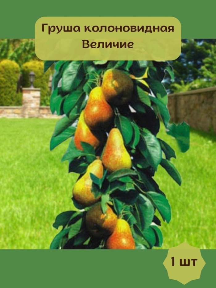 Груша колоновидная величие