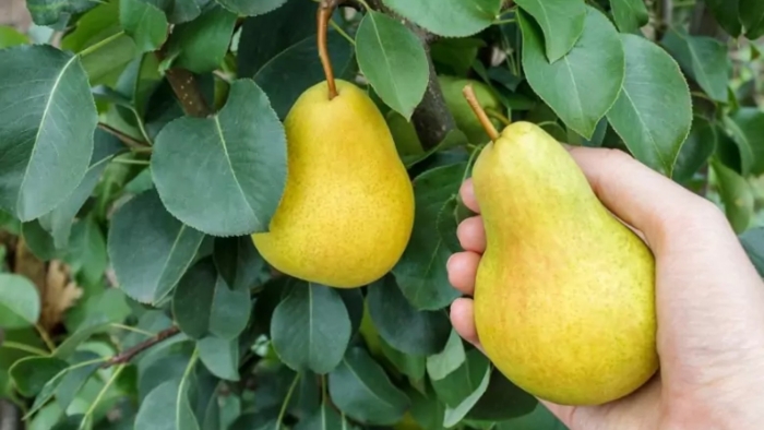 Груша мичуринская скороспелка